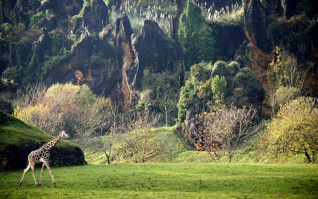 <p>Amaze the youngest ones with a wild visit to Cabarceno Natural Park.</p>
